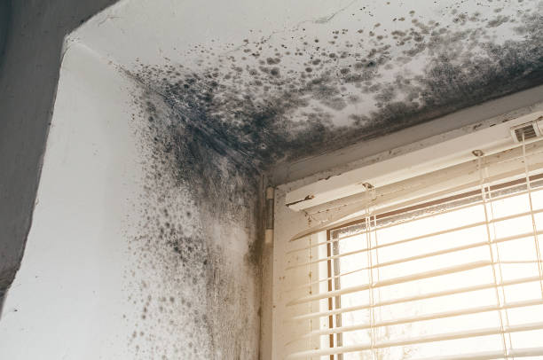 Affordable Black Mold Remediation solutions in Cross Junction, VA