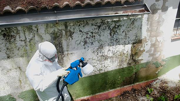 Top rated local Black Mold Remediation specialists in Cross Junction, VA